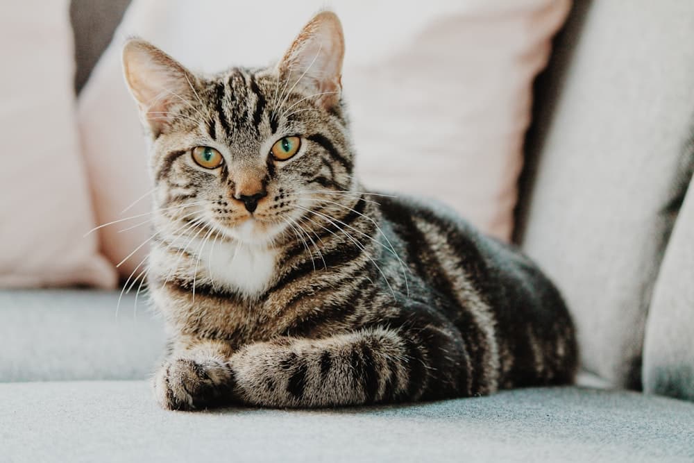 A tabby cat resting comfortably on a sofa