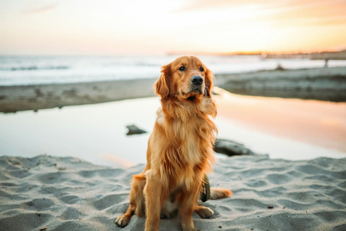 A golden retriever sitting on the beach at sunset