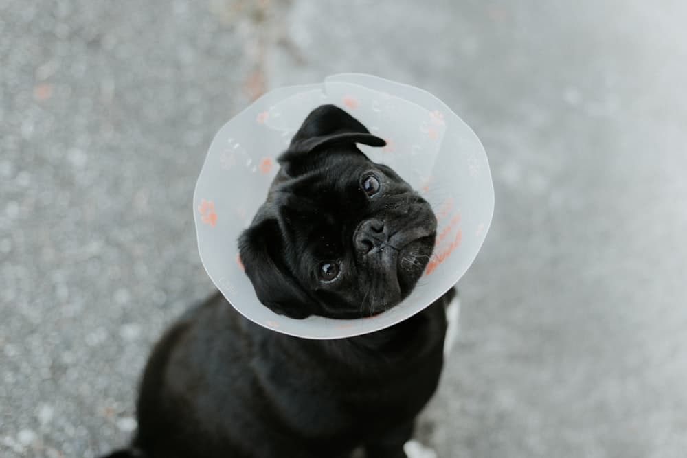 A pug recovering in a protective cone