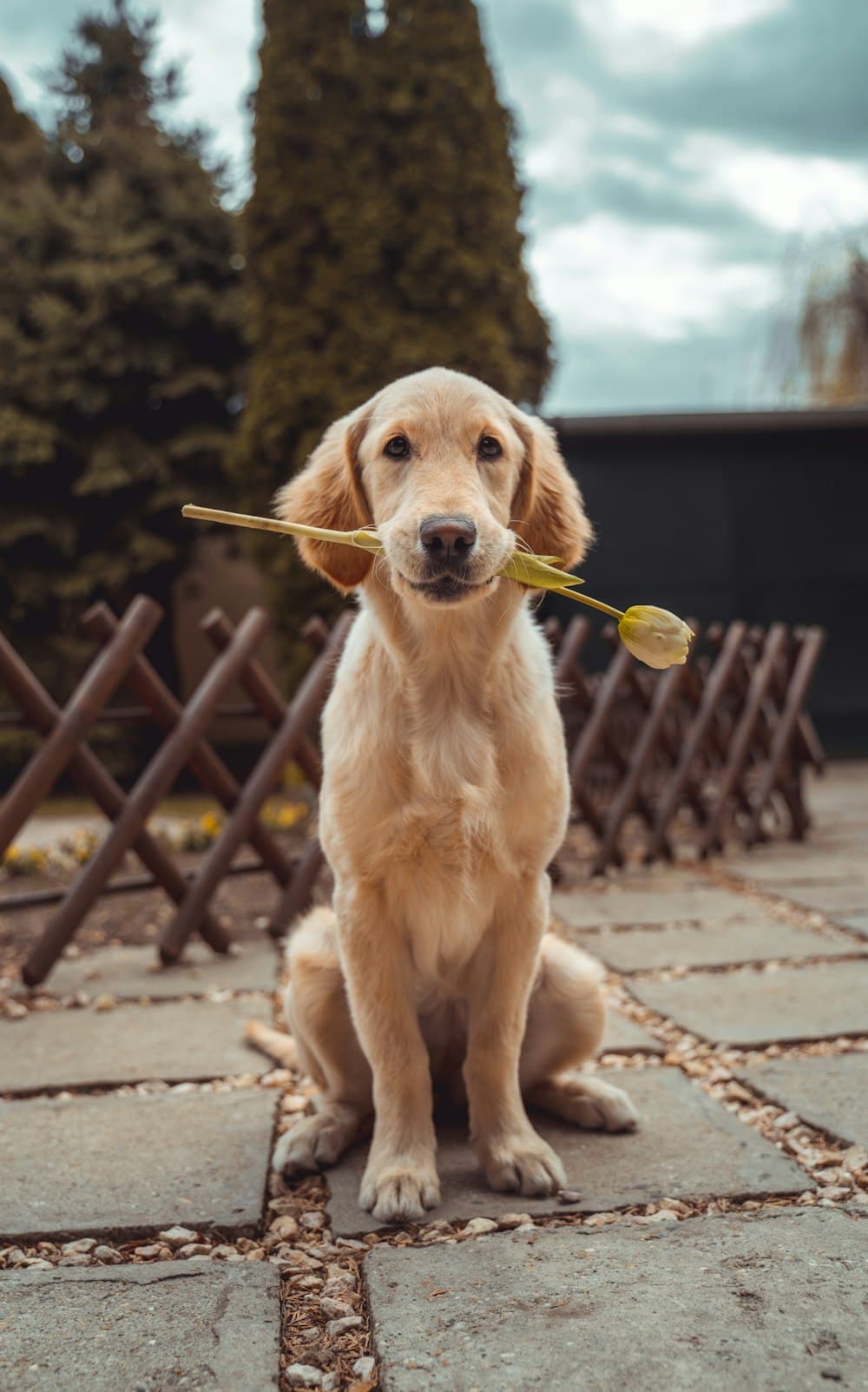 A golden retriever holding a flower