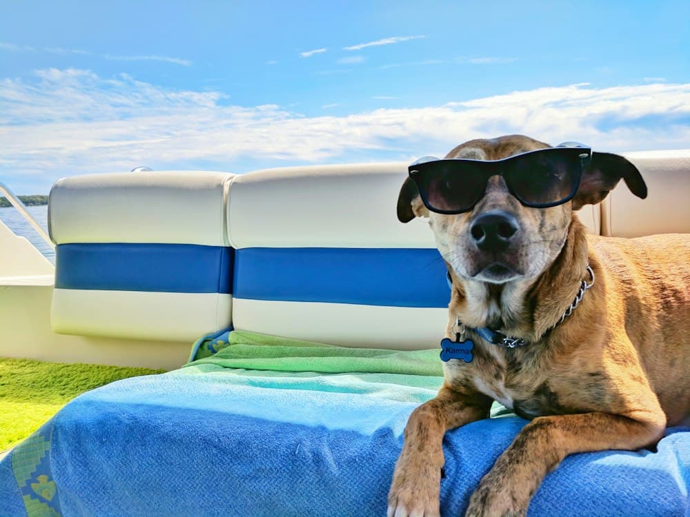 A dog wearing sunglasses lounging by a pool