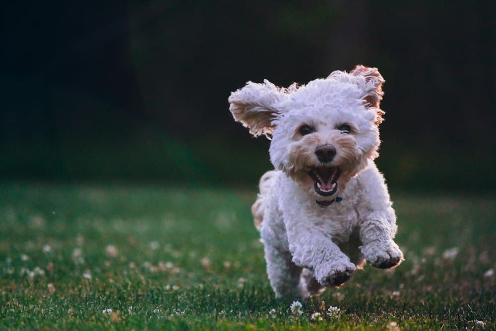 A small white dog sprinting across the grass