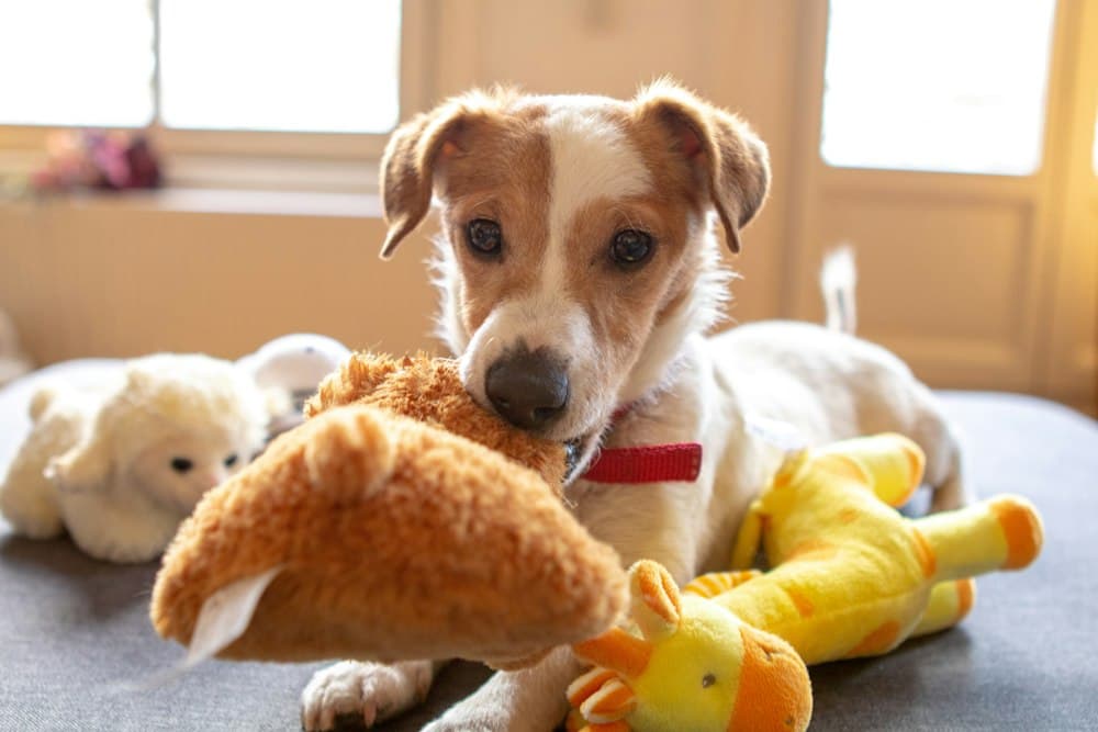 A dog surrounded by plush toys