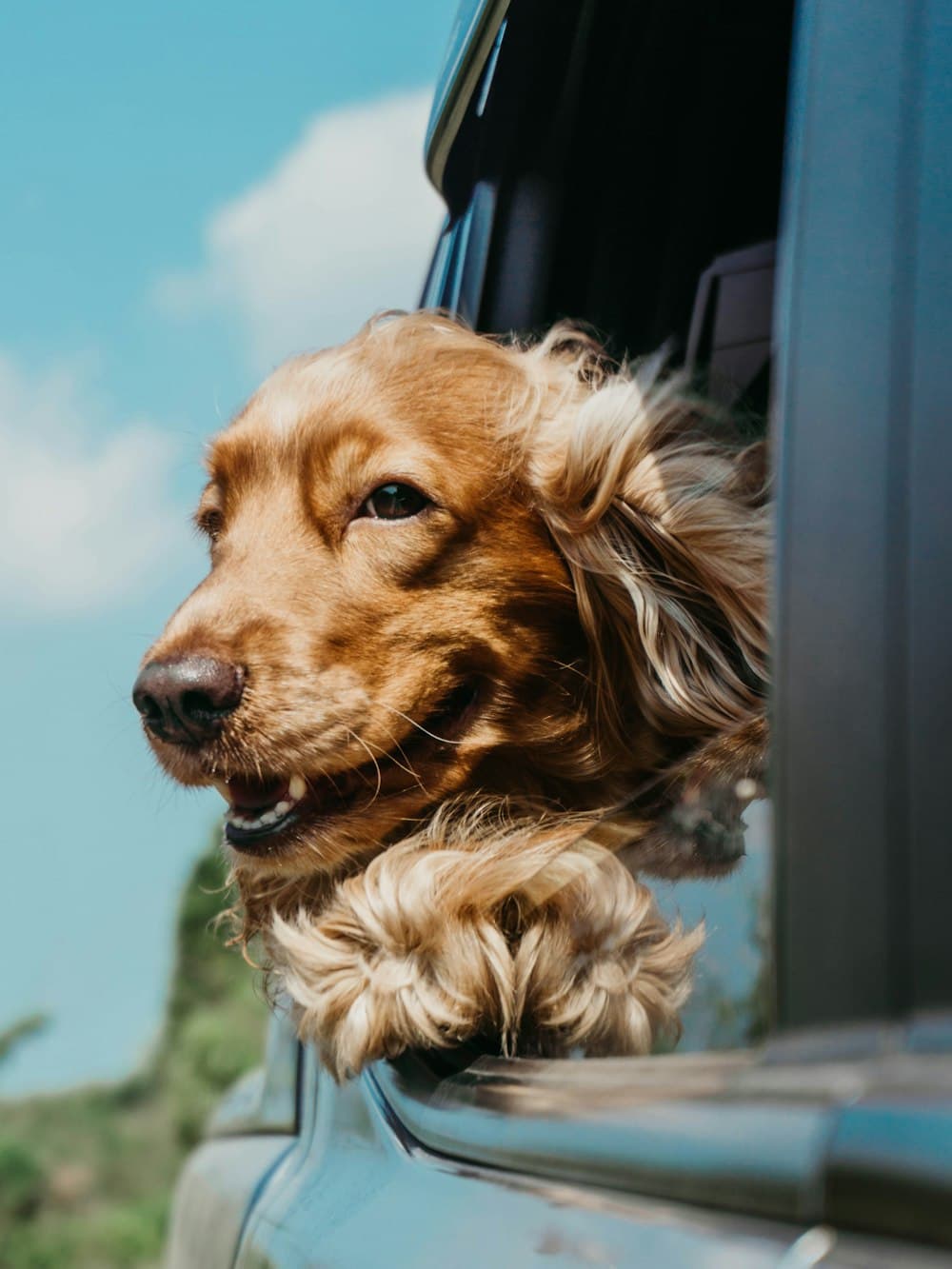 A spaniel looking out of a window