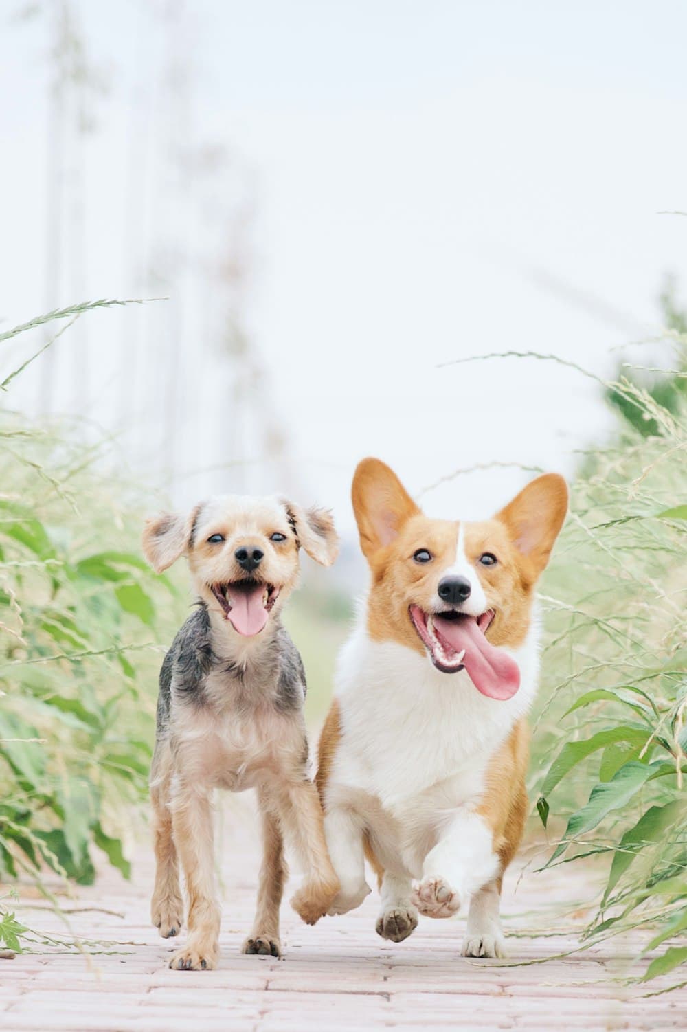 Two happy dogs in tall grass