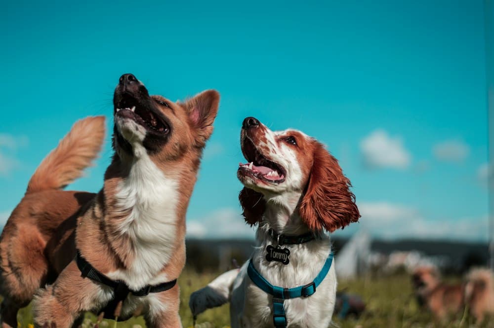 Two dogs looking up, waiting for a command