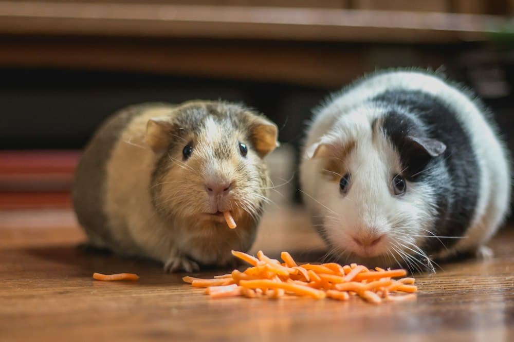 Two guinea pigs sharing a snack