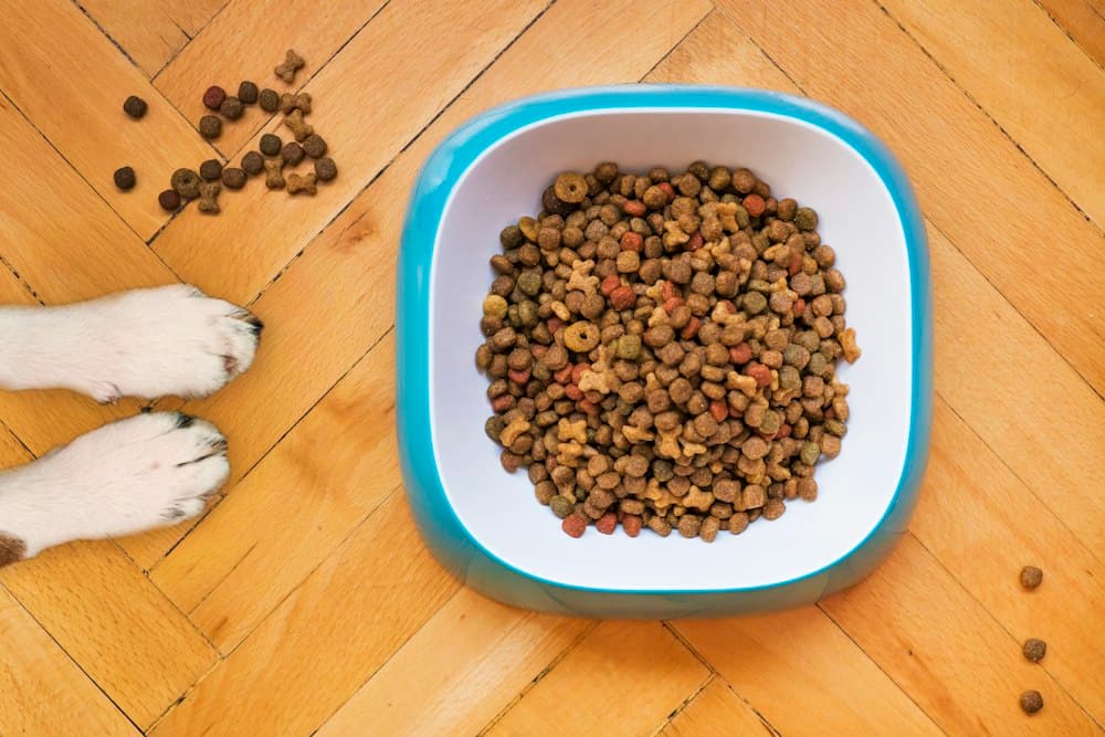 A bowl of dry pet food with a paw reaching in