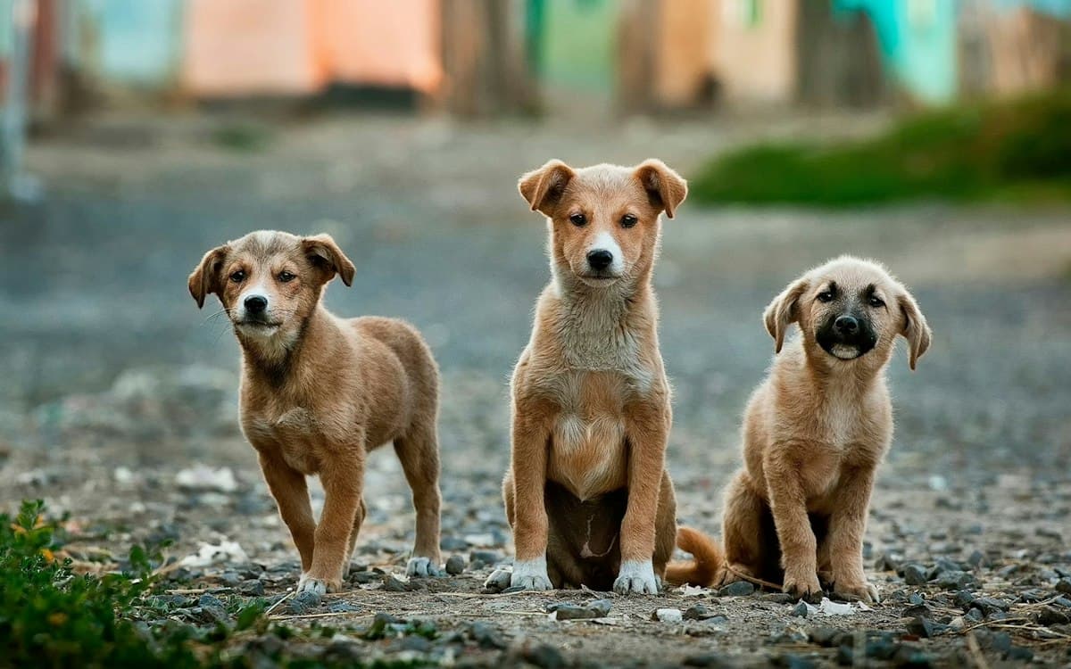 Three puppies sitting attentively in a row