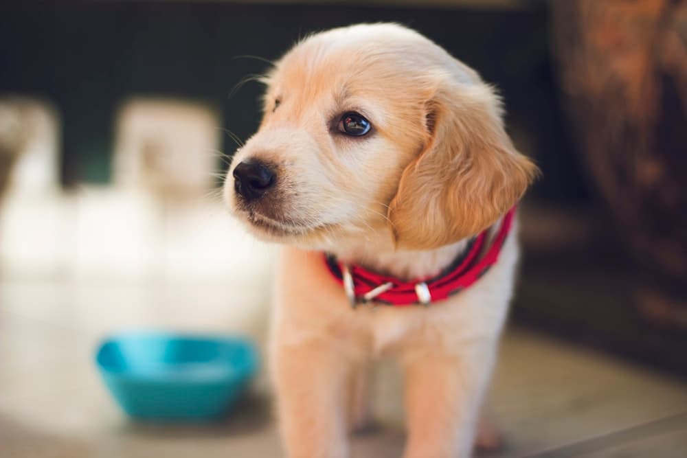 A puppy waiting next to its food bowl