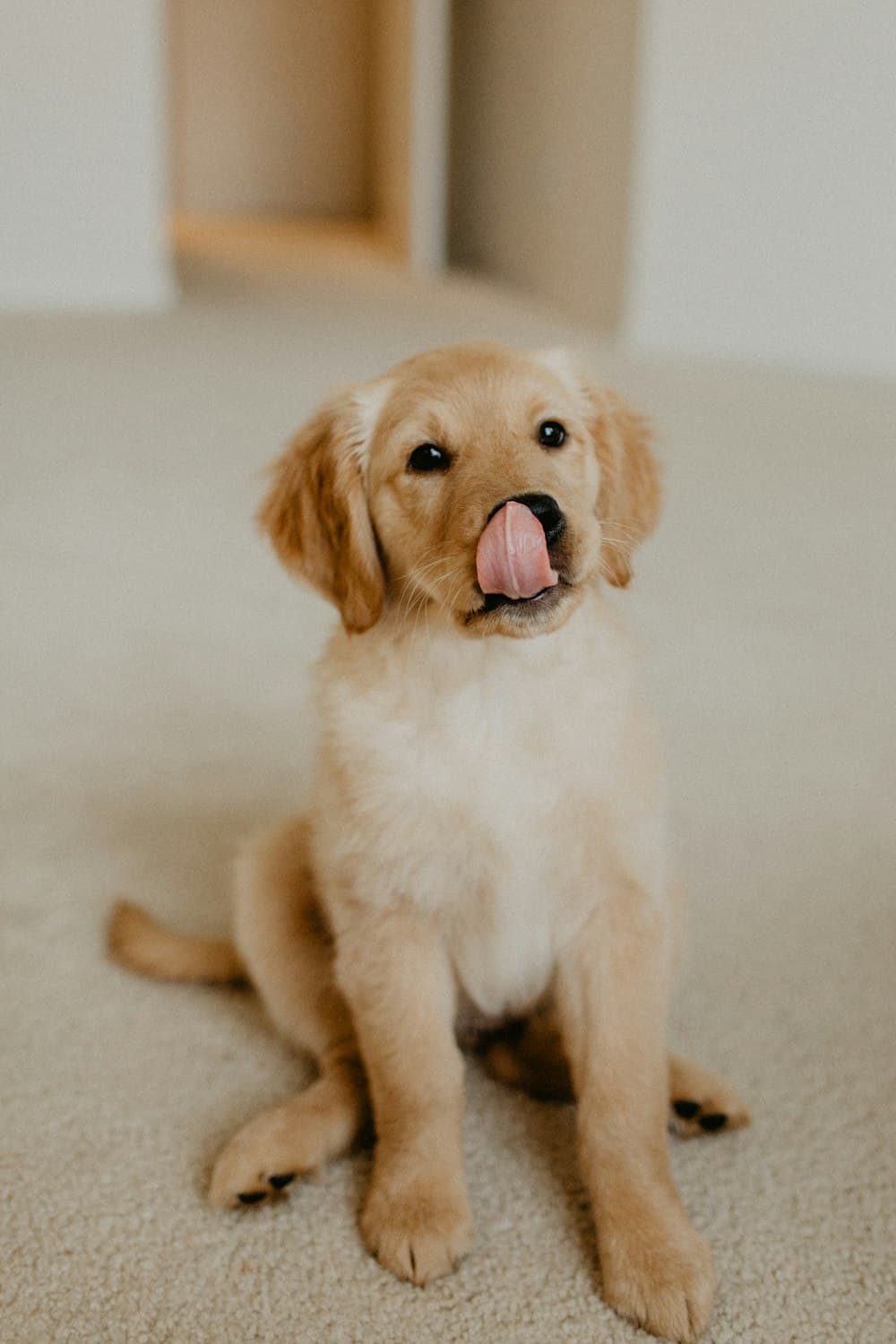 A golden puppy licking its nose