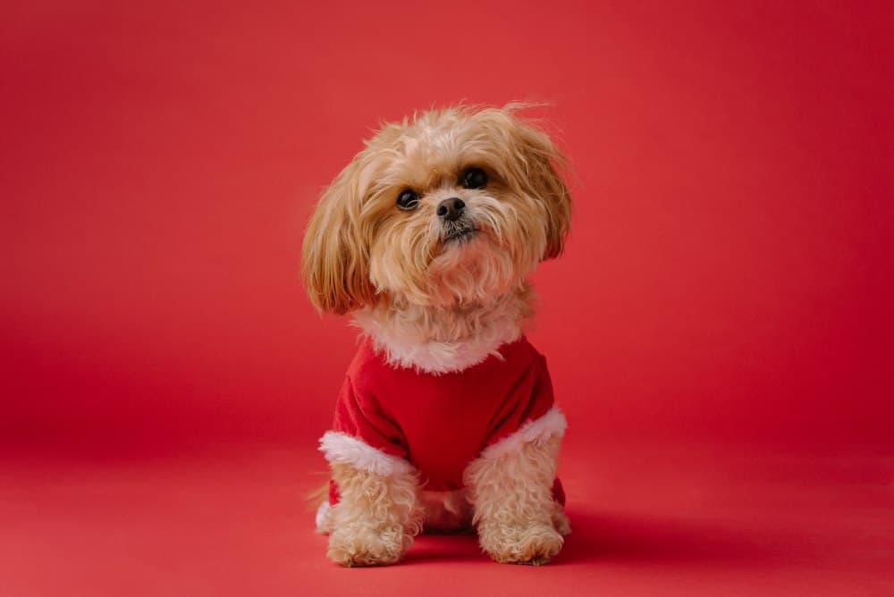 A neatly groomed Shih Tzu in a red sweater