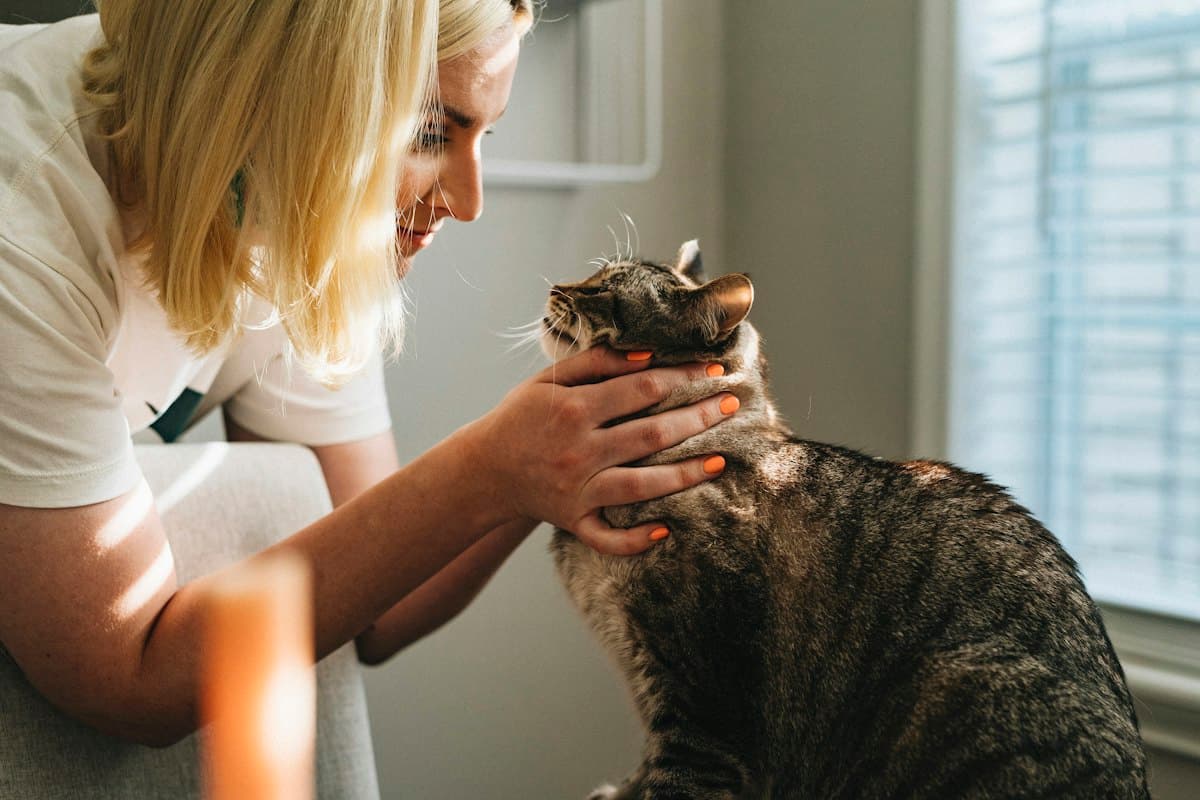 A veterinarian gently examining a cat