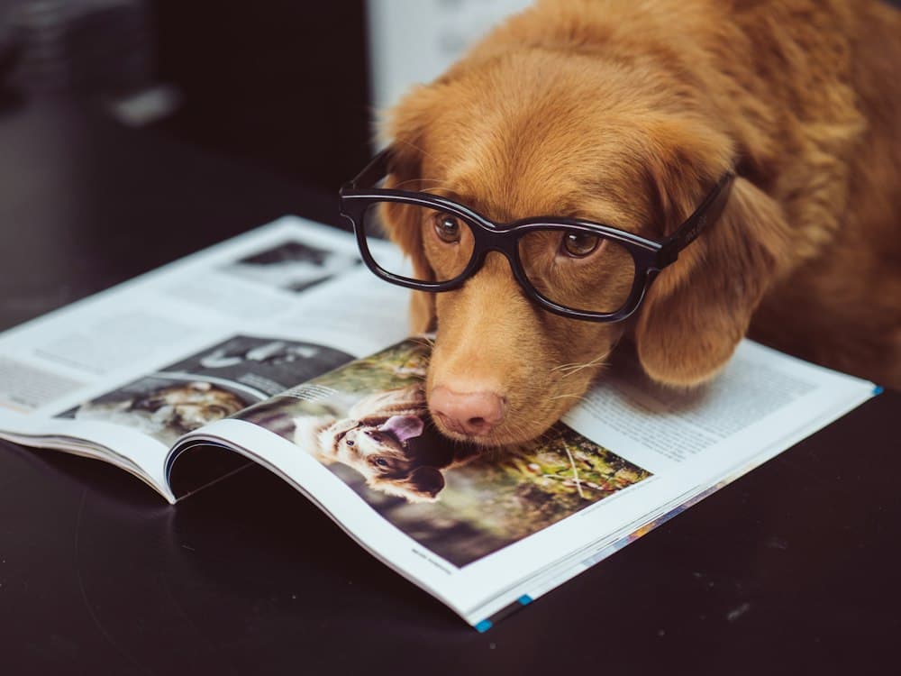 A dog wearing glasses reading a magazine