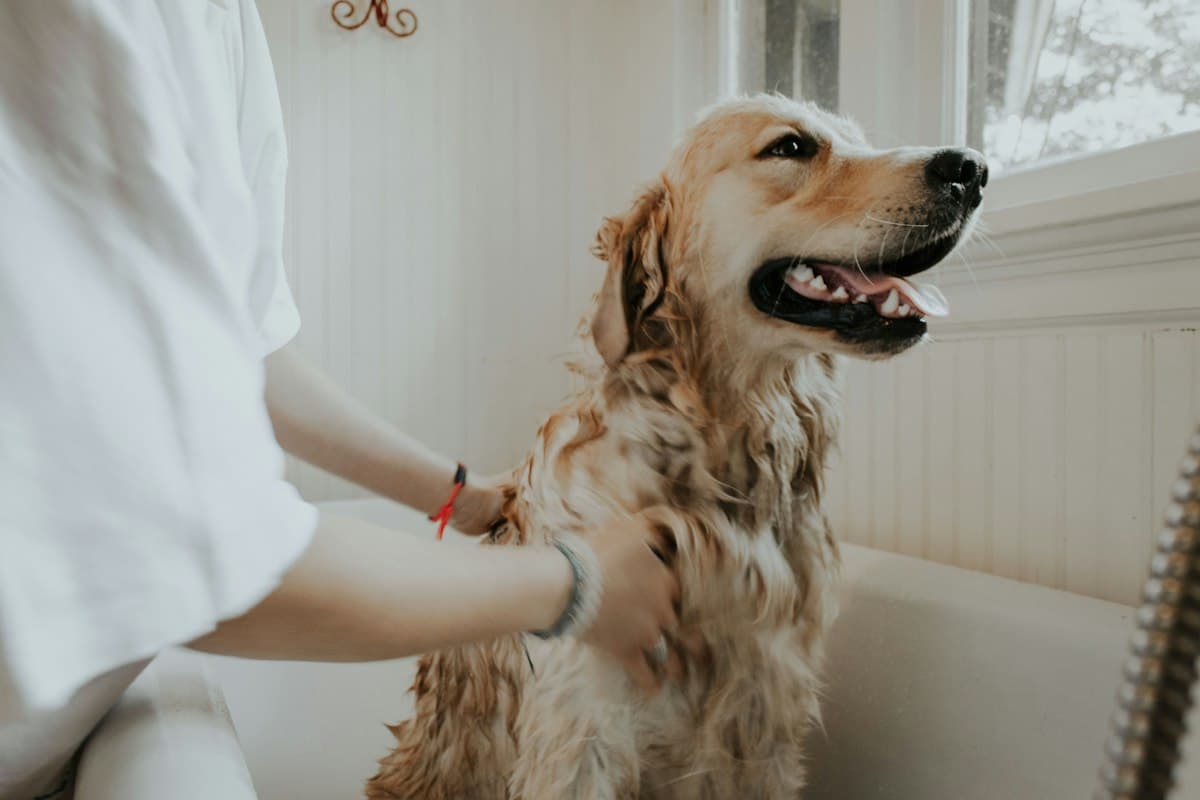 A golden retriever being checked by a vet